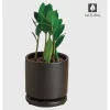 Potted ZZ Plant