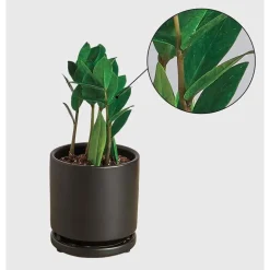 Potted ZZ Plant