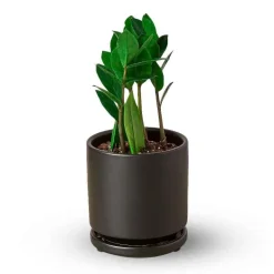 Potted ZZ Plant