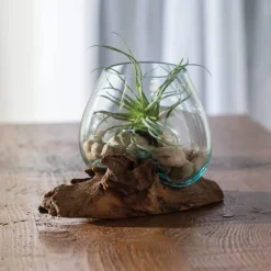 Small Glass Bowl with Teak Wood Stand