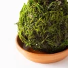 Staghorn Fern Kokedama Ball with Saucer