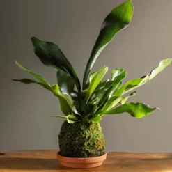 Staghorn Fern Kokedama Ball with Saucer
