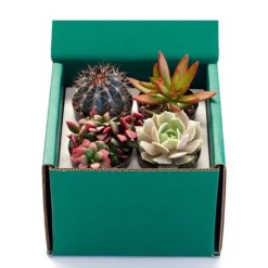 Succulent Variety Bundle, Set of 4