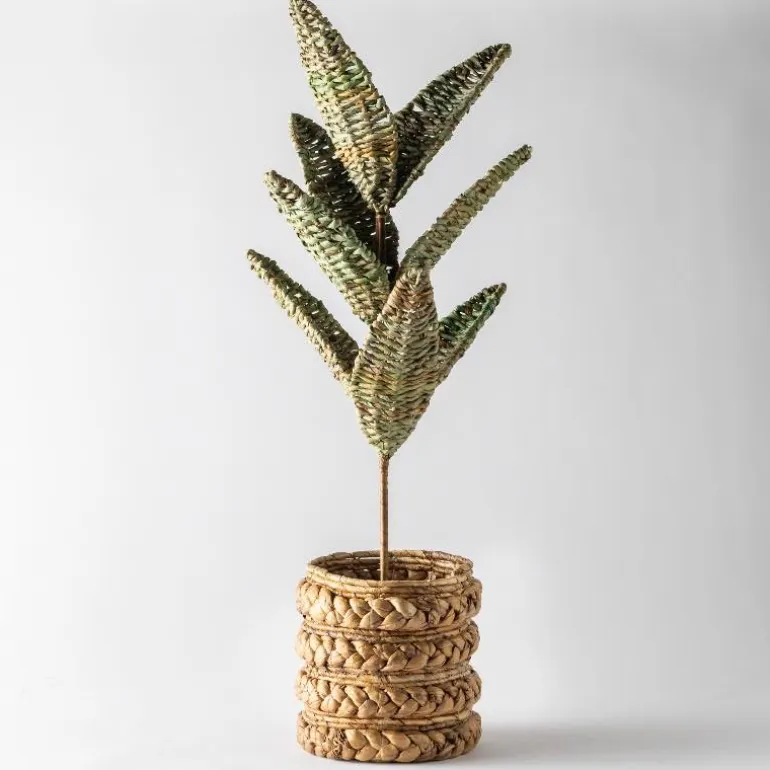 Woven Palm Plant
